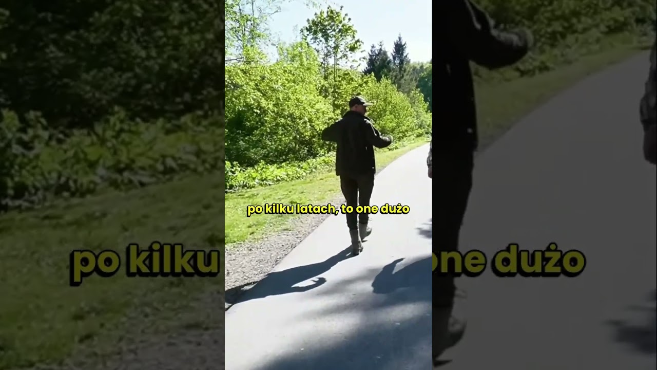 How do bison find their way in the wild?