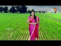 Management In Crops | కురిసిన వర్షాలు.. పంటల్లో చేపట్టాల్సిన యాజమాన్యం | Matti Manishi | 10TV News  - 07:10 min - News - Video