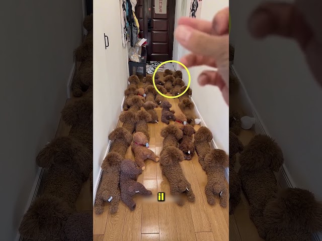 Questo cagnolino birichino sorprende il suo padrone 😊