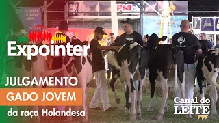 Expointer 2024 - Julgamento do Gado Jovem da Raça Holandesa