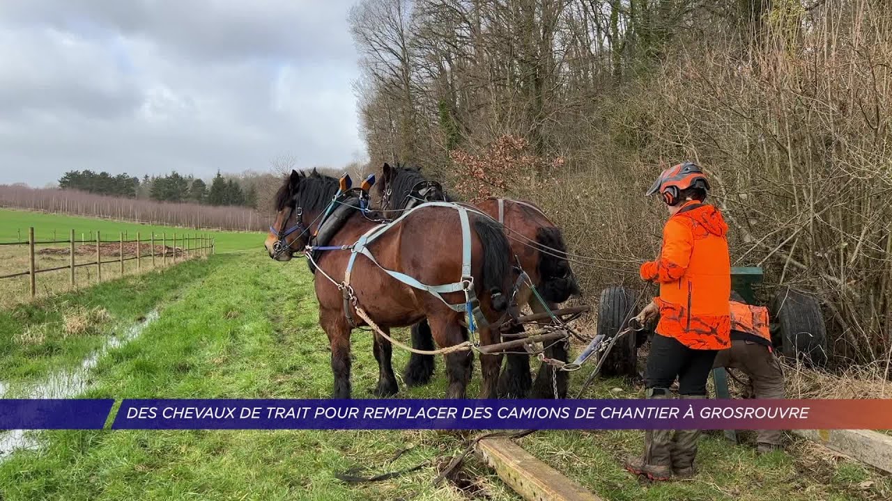 Yvelines | Des chevaux de trait pour remplacer des camions de chantier à Grosrouvre