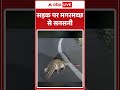 Kushinagar: सड़क पर मगरमच्छ से सनसनी | ABP Shorts
