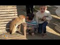 Breaking: Animals Starve to Death; Displaced Palestinians Take Shelter at Rafah Zoo | News9  - 07:48 min - News - Video