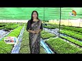 Nursery Cultivation in Protrays | ప్రో ట్రేలలో నారు పెంపకం ఉపయోగాలు | Matti Manishi | 10TV News  - 07:34 min - News - Video
