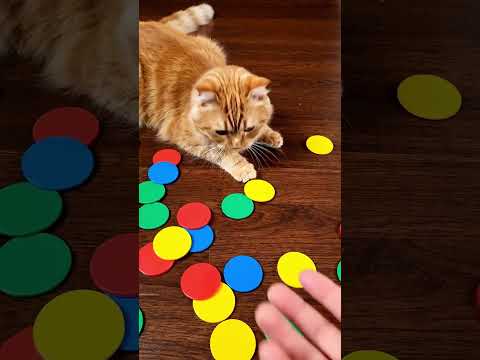 Cat 1#memes #cat #funny