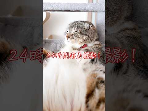りっちゃんの自力入ハンモック挑戦とその様子をご紹介 サムネイル