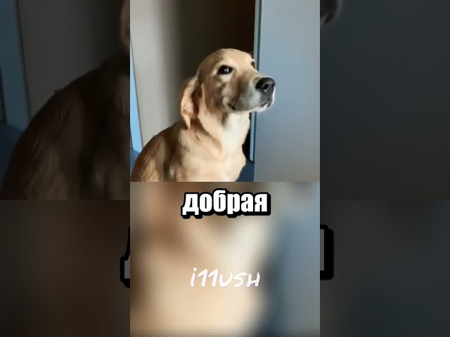 Не самый надежный охранник