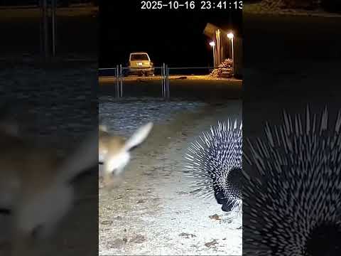 Befor cryining in to cutout mouth in serius animal tredgulet in forest circle in imageination work 2