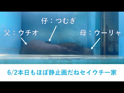 猫の動画サムネイル - 6/2朝のセイウチ一家