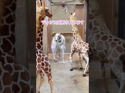 生まれて初めてキリンを見たボルゾイがこちら…#shorts