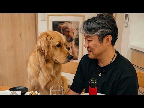 【祝24年】飲食店が長く続くたった１つの秘訣とは…引き継がれる看板犬と[Golden Retriever japan]