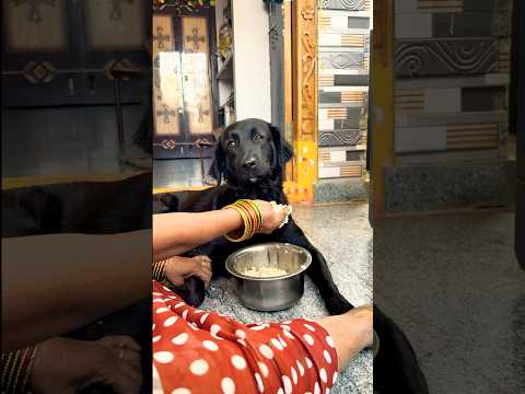 Dogs Are Family! Hand Feeding Love & Care ❤️🐩😍 @Mitturocks99