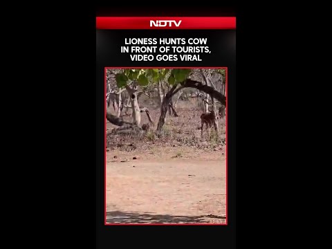 Lioness Hunts Cow In Front Of Tourists During Gir Safari, Video Goes Viral