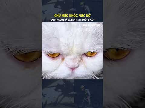 Chú mèo khóc nức nở, cạnh người bà đã bên mình suốt 8 năm#shorts