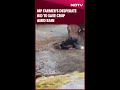 Madhya Pradesh Farmer Video | Farmers Desperate Bid To Save Crop Amid Rain, Then A Ministers Call