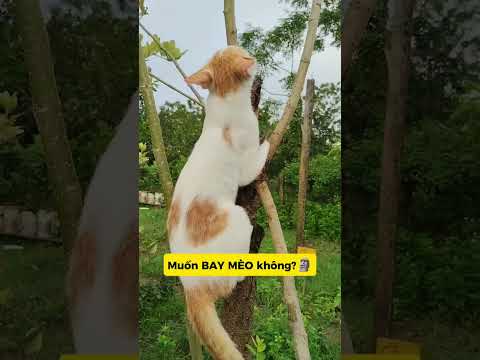 BÀ HOÀNG TÉ SẤP – LẬT MẶT CÀO NGƯỢC! 😼🔥#meo #vutrudramameo #haihuoc #xuhuong #meme