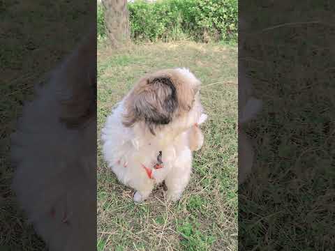 duniya ka Sabse best insaan #funny #comedy #viral #entertainment #punjabisong