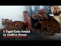 Video: 4 Tiger Cubs Found In Andhra House, Search On For Their Mother