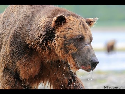 Grizzly bear eats video camera: close up of terrifying maw - Boing Boing