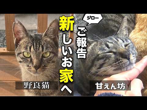 【新しい家族の元へ】保護した元野良猫が先住猫と合わず…。ジローにとって一番幸せな家族を探した結果