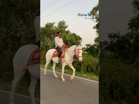 Bansi🖤🍁🦄 #horse #trending #horsecare #kathiyawadi #ashv #farming #shorts