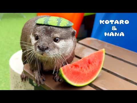 カワウソも暑い日はスイカが食べたいんじゃ! Otters Hate Summer Fruit…Except This One!