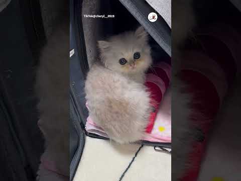 宝石のような瞳で…👀✨｜PECO