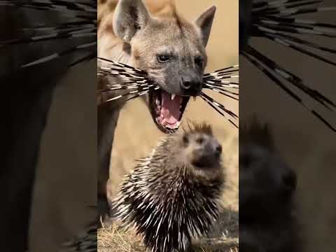 Befor cryining in to cutout mouth in serius animal tredgulet in forest circle in imageination work