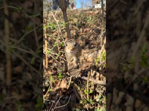 Me Shpanky was so happy to see me he jumped on me #shorts #chipmunks #shpanky #cuteanimals