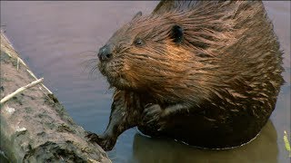 How Do Beavers Build Dams? | Nature on PBS