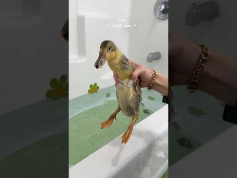 It’s bath time! #bath #duck #asmrsounds #shorts