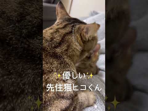 これが優しさ♡ずっと毛繕いを手伝うヒコくん！  #猫動画 #癒し #猫のいる暮らし  #可愛い猫  #猫好きさんと繋がりたい #ペット