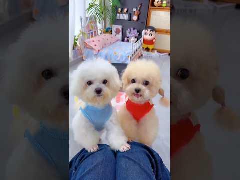 Cute dog. #shortsshorts #viralshort #viralvideo #funydog1010 #poodle #cutepuppy  #usadogs #funny