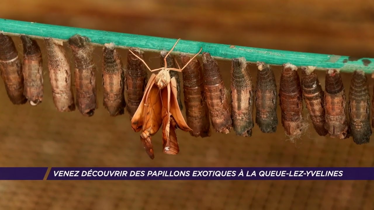 Venez découvrir des papillons exotiques à la Queue-lez-Yvelines