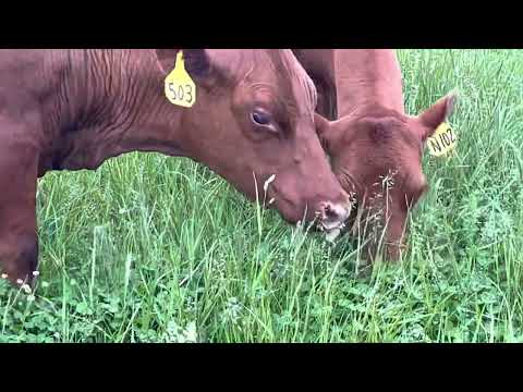 Upload mp3 to YouTube and audio cutter for Cows eating grass, Greg lets the cows do the talking! download from Youtube