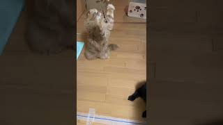 おもちゃ大好きむーとん