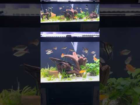 The new 125gal fish tank #shorts 