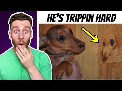The Most RIDICULOUS Dog Memes