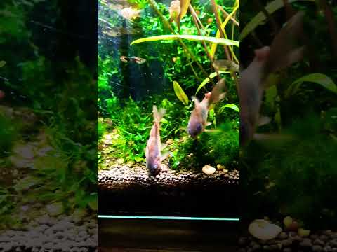 SMALL Planted AQUARIUM #exoticaquariumfish #fishaq 