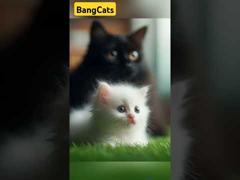 A Heartbreaking Farewell: The Tale of Lila and Nero