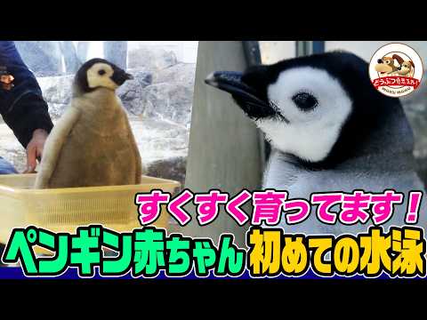 【可愛い】人の手で育てられたエンペラーペンギンの赤ちゃんが両親と再会!そして初めての水泳に挑戦!意外な飼育の工夫も!驚きの生きる力を目の当たりに【どうぶつ奇想天外/WAKUWAKU】