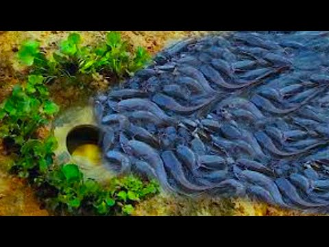Dig Underground Hole to build Fish trap in traditional style