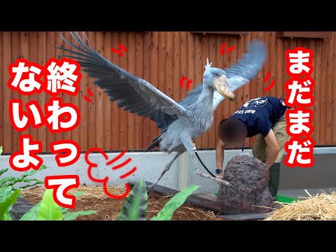 大好きな飼育員さんとイベントの後、まだまだ魅せるふたばちゃん!【夏のふたば2025-19】Futaba, Shoebill  summer 2025-19　掛川花鳥園