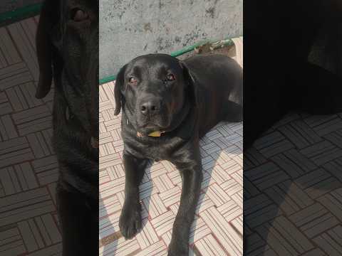 Leo vs cute Alish #shorts | Anant Rastogi #dog #doglover #shortvideo #family #youtubeshorts #love