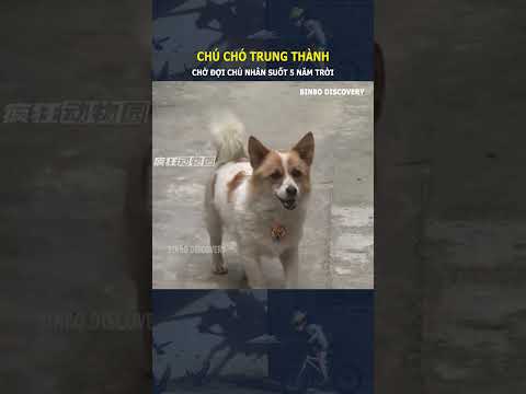 Chú chó trung thành, chờ đợi chủ nhân suốt 5 năm trời#shorts