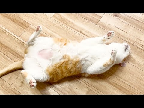 疲れ果てた猫