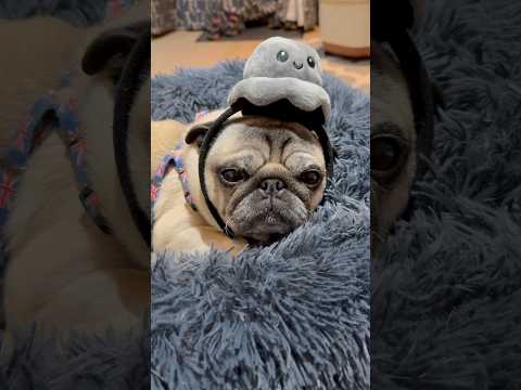 Sleepy Cute Pug 😴 #bestie #pug #dogs