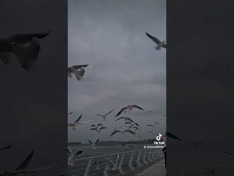 #seabirds #made me #scared #sea #newyear #dark #baku