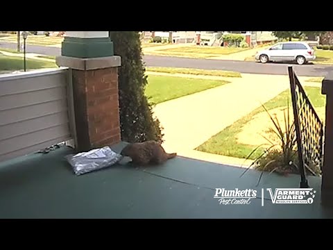Shameless Porch Pirate Caught on Video