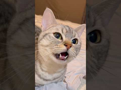 猫の動画サムネイル - おかえりと喋るマンチカン集 #shorts #猫 #cat
